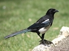 Some songbird nests are especially vulnerable to magpie predation - new study suggests
