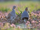 Funding boost for vital grey partridge project