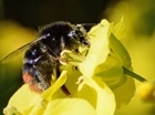 Multi-million pound bee project gets green light from EU