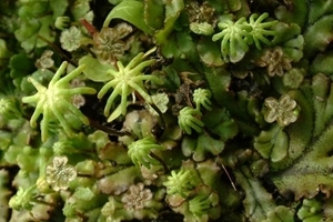 Liverwort (Marchantia polymorpha)