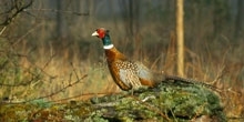 The impact of pheasant release at Exmoor shooting estates