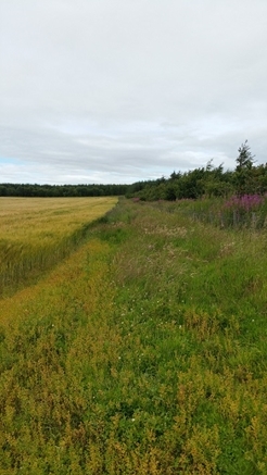 Greenlawdean Field Margin & Hedge