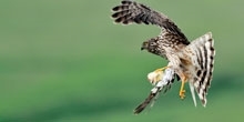 Diversionary feeding and nestling diet of hen harriers