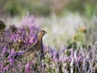 Hotly-debated issues surrounding grouse shooting tackled in new book