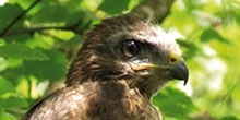 Comparing the methods used to assess the diet of common buzzard chicks