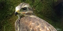 Measuring buzzard diet: Their collective impact on grouse