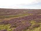Grouse moor managers wrongly blamed for flooding devastation: Our letter to The Guardian