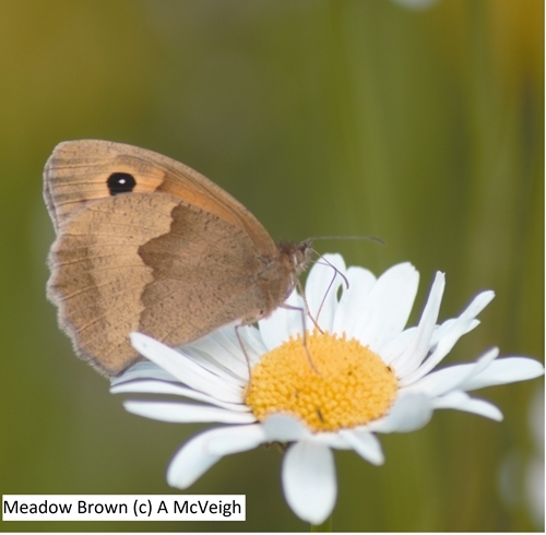 Meadow Brown (c ) A Mc Veigh
