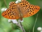 More than 4300 butterflies from 27 different species recorded at Rotherfield