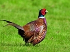 Wildlife set to suffer after university bans pheasant shooting: Our letter published in The Times