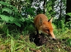 Deducing fox population changes from culling data
