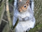 How can we be green and vegetarian? Our letter on grey squirrels to the Mail Online
