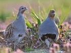 BBC figures on grey partridges ‘wildly inaccurate’ – our response to Radio 4