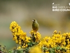 Big Farmland Bird Count (BFBC) gets the thumbs up by Welsh farmers