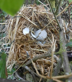 Predated artificial nest