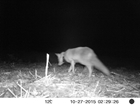The fascinating journey of a fox GPS-tracked in the Avon Valley