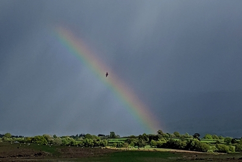 Curlew and rainbow (Credit: James Roberts)