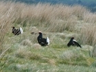 Black grouse study groups in Scotland