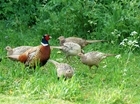 Pheasant biomass comparisons
