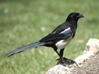 "Magpie cull trap causes furious debate" - Our response published in the Stratford Herald