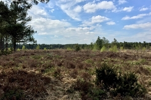 New Forest Heath