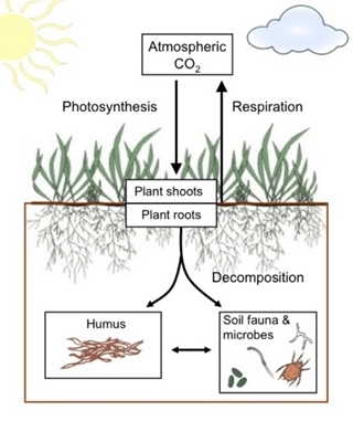 The affect photosynthesis, respiration and decomposition have on carbon levels below ground. Decomposition of roots, microbes and fauna cause respiration of carbon, with some remaining as humus, the soil organic carbon (SOC). This image is from Nature Education, © 2012.