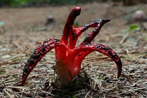 Clathrus archeri