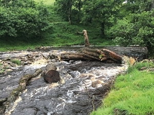 River dammed with fallen ash tree