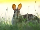 GWCT in the media: Rabbit numbers provide a buzz on Radio 4’s ‘The Unbelievable Truth’