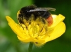 Neonics – becoming a bee in a bonnet? The next instalment