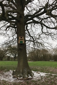 Box on tree