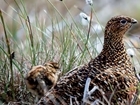 Are the golden years of grouse over?