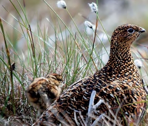 Grouse Gamewise
