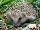 Hedgehogs - a worrying future?