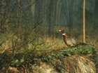 GWCT’s response to RSPB’s call for immediate moratorium on release of gamebirds in UK countryside