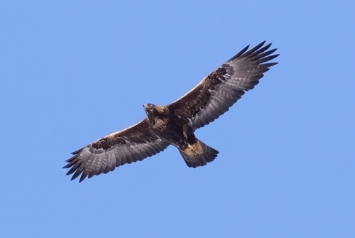 Male golden eagle in flight. (Credit: SSGEP)