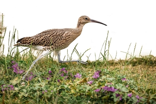 CLI366.curlew .CLDukeof Norfolk Curlewproject 147-920x 613