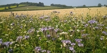 Research-based wildflower seed mix is more attractive to pollinating insects than standard mixes