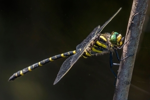 Golden-ringed dragonfly