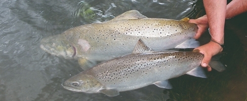 Sea -trout -Bill -crop