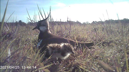 An Adult Lapwing And A Chick C .Exeter University