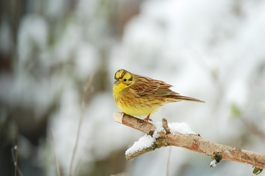 Yellowhammer Male In Snow a