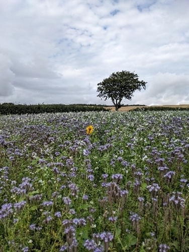 One of the sampled habitats on Gilston Farm: a cover crop filled with flowers such as phacelia and sunflowers