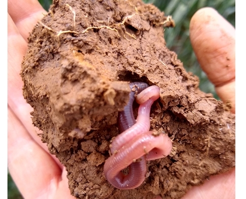 Soil Health Worm