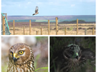 What next for hen harrier conservation?