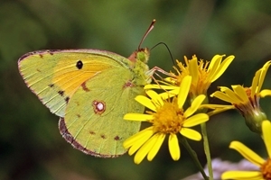 Clouded yellow butterfly