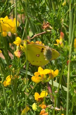 Clouded yellow