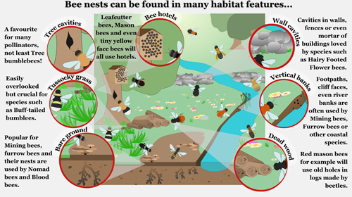 Solitary Bee Nest Can Be Found In Many Different Habitat Features . Here Are Some Examples ....