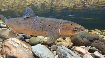 Atlantic salmon (Credit Chris Conroy)