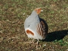 Project helping to recover grey partridges set for Royal Cornwall Show